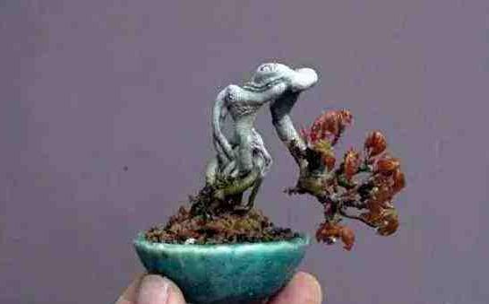 小葉羅漢松怎么養(yǎng)，掌握最佳的養(yǎng)殖方法最重要"