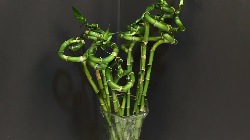 富貴竹的養(yǎng)殖方法和注意事項(xiàng)"