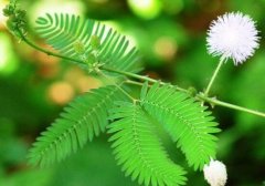 含羞草為什么會(huì)害羞，含羞草會(huì)含羞至死么/自我保護(hù)并不會(huì)"