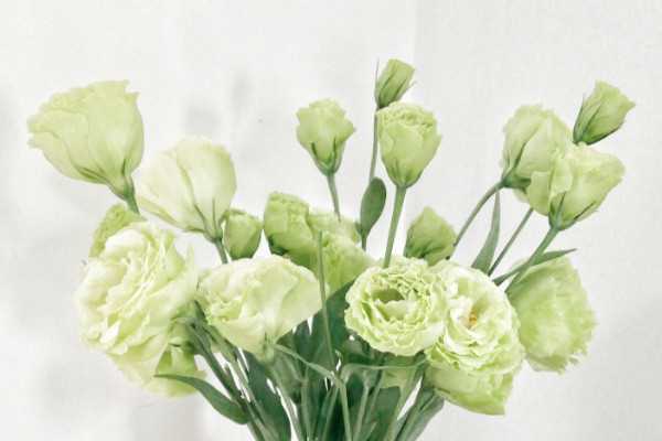 六月開什么花，洋桔梗/毛地黃/白掌/五色梅等等"