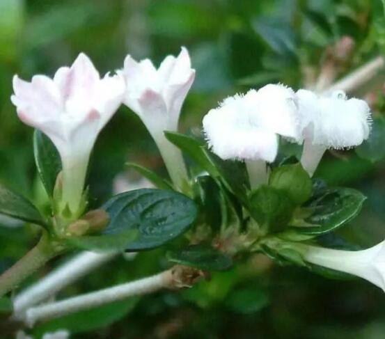 六月雪葉子發(fā)黑脫落怎么辦，做好三個要點即可恢復綠意"