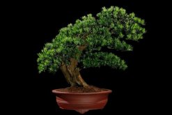 羅漢松適宜擺放的位置，適合擺放在會議室、酒店大堂"