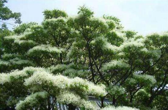 六月雪有毒嗎，六月雪可以養(yǎng)殖在室內(nèi)嗎"