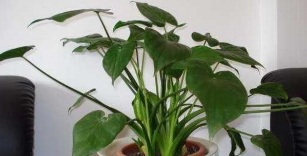 滴水觀音繁殖技術(shù)"