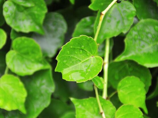 常青藤多久澆一次水，見干見濕原則保持盆土濕潤"