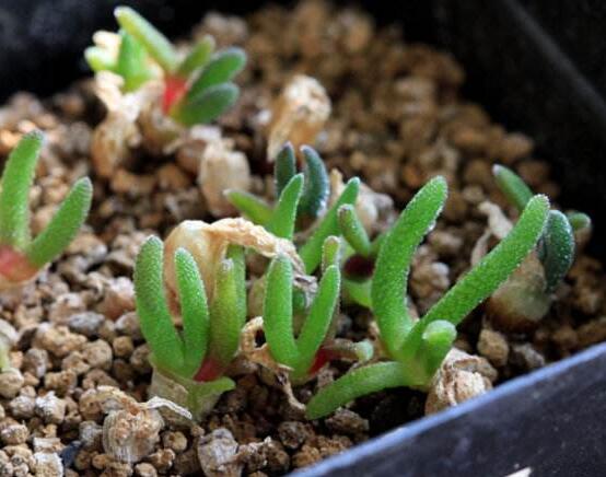 碧光環(huán)爛根怎么辦，兩種爛根防治方法/及時(shí)脫盆修剪消毒"