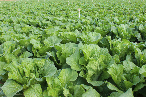 白菜種植技術(shù)，種植前先對(duì)土壤翻耕整地