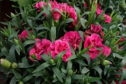 康乃馨移栽注意事項，冬天移栽要注意保溫"