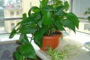 綠蘿吊蘭怎么修剪，綠蘿吊蘭的修剪方法"