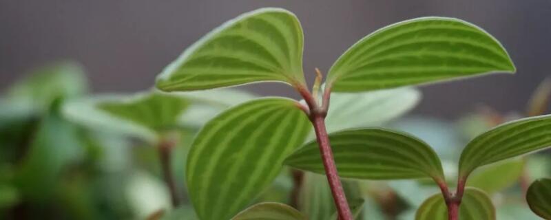 白脈椒草開(kāi)花嗎"