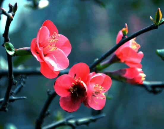 海棠花開寓意，寓意著捷報壽滿堂、五世同堂"