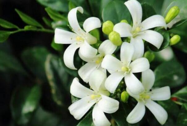 九里香的養(yǎng)殖方法和修剪，光照土壤要嚴(yán)控"