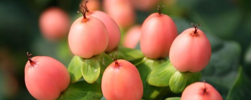 火龍珠種植時(shí)間"