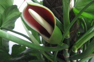 綠蘿會開花嗎，綠蘿開花預(yù)示著什么"