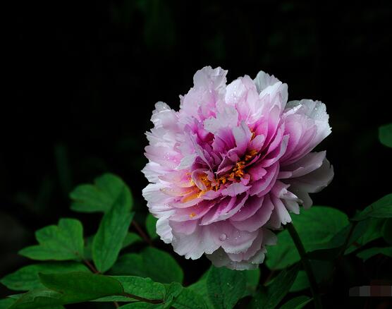 牡丹花怎么養(yǎng)最簡(jiǎn)單，做好簡(jiǎn)單五個(gè)步驟即可(花大色艷)"