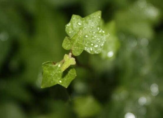 小葉常春藤的養(yǎng)殖方法，教你八個簡單易學基本方法"