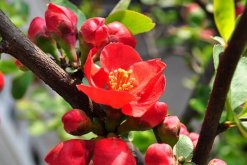 海棠花風(fēng)水寓意，寓意吉祥富貴"