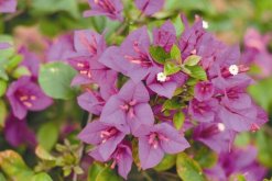 三角梅冬天落葉嗎，溫度過低導致植株葉片掉落"