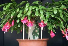 蟹爪蘭一年開幾次花，蟹爪蘭花語(yǔ)是什么"