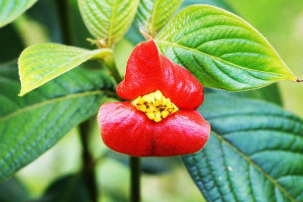 世界上最妖孽花的花語，嘴唇花寓意性感和勾引"