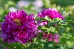 芍藥花和牡丹花的區(qū)別，從5個方面來區(qū)分它們"