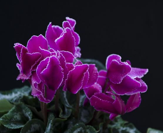 仙鶴來與仙客來的區(qū)別，教你最簡單的兩種分辨方法(形態(tài)/價值)"