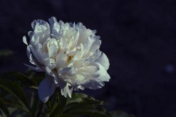 芍藥花花語是什么啊，情有所鐘/難舍難分"