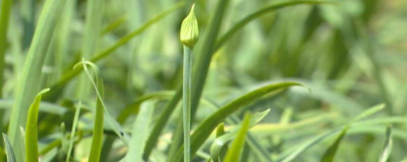 韭菜多長(zhǎng)時(shí)間出苗"