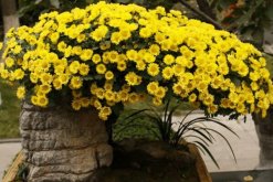 室內(nèi)適合養(yǎng)菊花嗎，可以養(yǎng)殖但要注意花頭有毒"