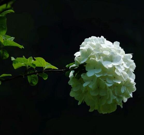 繡球花可以噴水嗎，可以/促進(jìn)枝葉生長(zhǎng)、花開(kāi)茂盛"