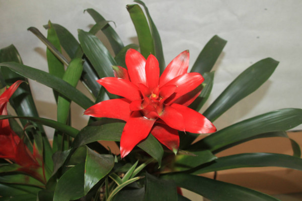 鳳梨花的養(yǎng)殖方法，生長(zhǎng)旺期15~20天追肥一次"