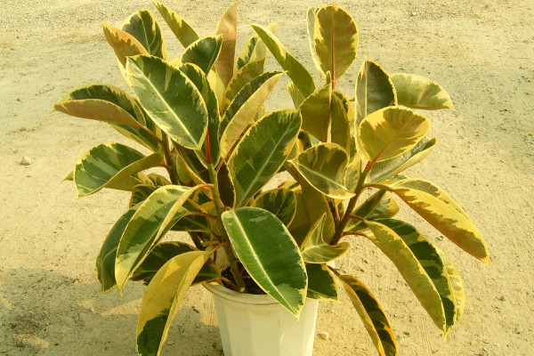 橡皮樹怎么繁殖，播種/扦插/壓條/水培繁殖等"