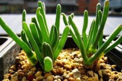 碧光環(huán)怎么養(yǎng)殖，5步教你養(yǎng)好碧光環(huán)"