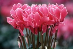 仙客來開花后怎么處理，仙客來花后養(yǎng)護(hù)方法"