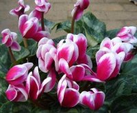 仙客來(lái)有哪些品種，仙客來(lái)品種圖片大全"