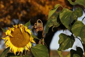向日葵葉子枯萎是為什么，向日葵花蔫了怎么辦"