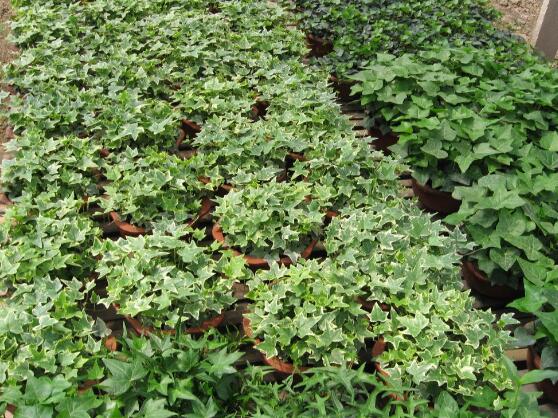 常春藤掉葉子怎么辦，四種原因以及解決辦法"