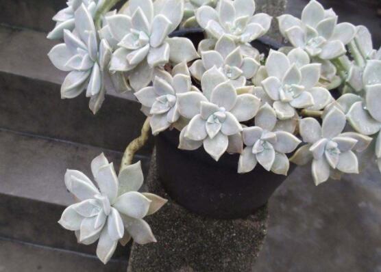 寶石花特點(diǎn)是什么，藥用價(jià)值是最大特色"