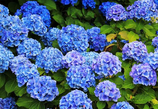 藍(lán)繡球花語(yǔ)是什么，代表著背叛、見(jiàn)異思遷(純凈)"