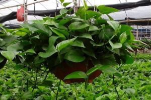 茶葉水可以澆綠蘿嗎，綠蘿澆什么水長得快"