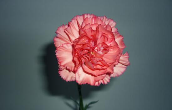 康乃馨種子怎么種植，做好六個(gè)步驟即可快速生根發(fā)芽"