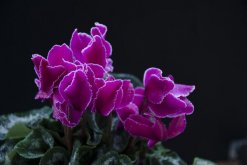 仙客來(lái)花語(yǔ)和寓意，熱情好客、性格內(nèi)向"