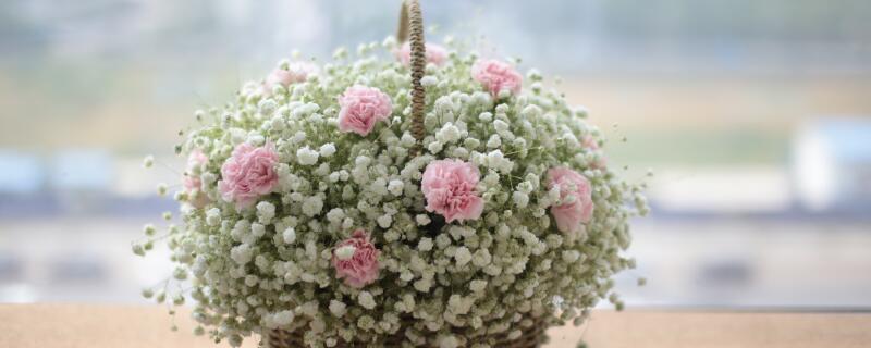 滿天星長什么樣"