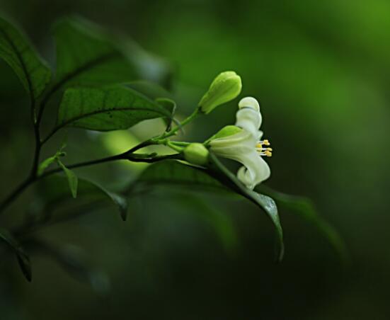 七里香和九里香的區(qū)別，教你三種區(qū)別方法(形態(tài)/生長/作用)"