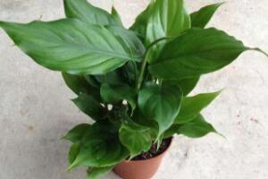 廣東萬年青怎么養(yǎng)，廣東萬年青的養(yǎng)殖方法和注意事項(xiàng)"