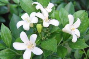 九里香有毒嗎，九里香可以放臥室嗎/無毒不能放"