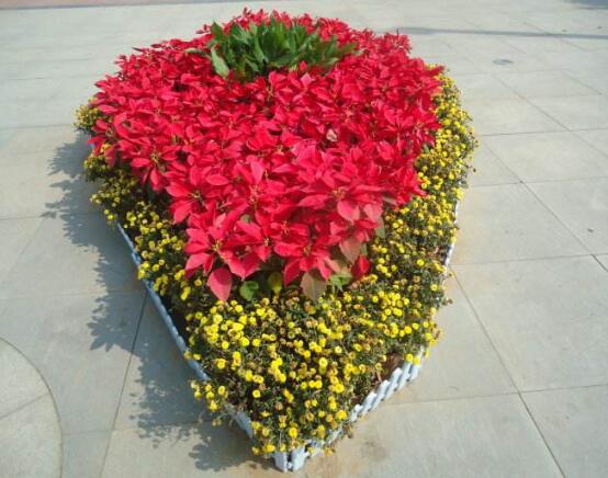 一品紅的功效與作用，盤點一品紅五大功效與作用"