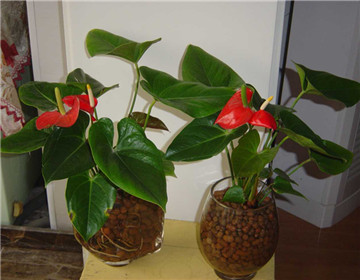 紅掌的繁殖方法和注意事項，4種繁殖方法任君選擇（不建議播種繁殖）"