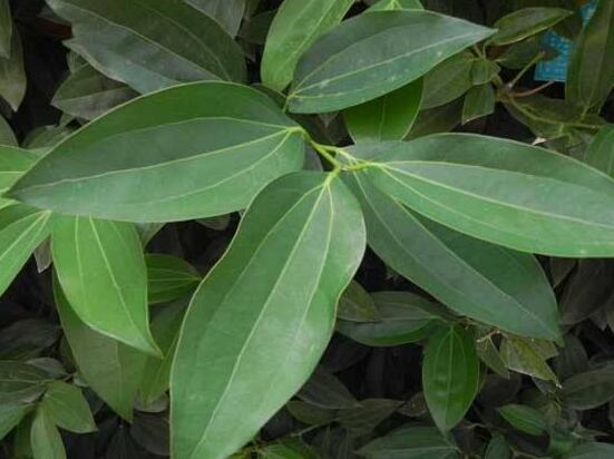 平安樹(shù)的花語(yǔ)，祈求平安、闔家幸福、萬(wàn)事如意"