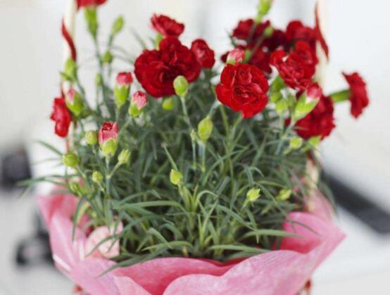 康乃馨多少錢一朵，不同朵數(shù)不同價(jià)格/幾十元至幾百元"